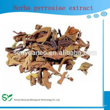 Bester Verkauf Herba pyrrosiae Auszug